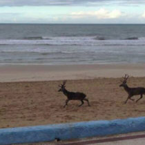 Dos venados campan a sus anchas por la playa de Doñana