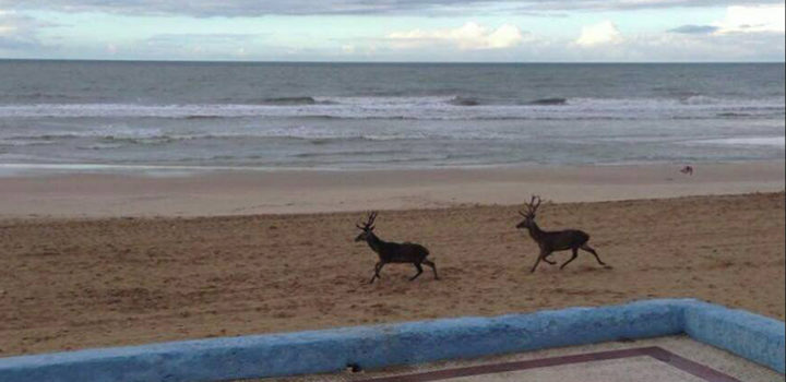 Dos venados campan a sus anchas por la playa de Doñana